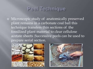  Microscopic study of anatomically preserved
plant remains in a carbonate coal ball this
technique transfers thin sections of the
fossilized plant material to clear cellulose
acetate sheets .Successive peels can be used to
prepare serial section.
 