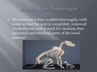  The material is then washed thoroughly with
water so that the acid is completely removed
.Hydrofluoric acid is used for cleaning thus
separated cuticularized parts of the fossil
material.
 