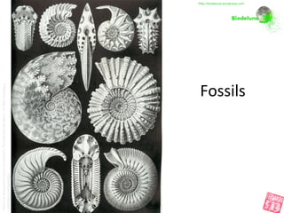 Fossils
(ThisisanillustrationfromErnstHaeckel's''KunstformenderNatur''of1899,showinga
collectionofammonites.)
•http://biodeluna.wordpress.com
 