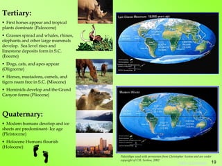 Tertiary:
 First horses appear and tropical
plants dominate (Paleocene)
 Grasses spread and whales, rhinos,
elephants and other large mammals
develop. Sea level rises and
limestone deposits form in S.C.
(Eocene)
 Dogs, cats, and apes appear
(Oligocene)
 Horses, mastadons, camels, and
tigers roam free in S.C. (Miocene)
 Hominids develop and the Grand
Canyon forms (Pliocene)
Quaternary:
 Modern humans develop and ice
sheets are predominant- Ice age
(Pleistocene)
 Holocene Humans flourish
(Holocene)
PaleoMaps used with permission from Christopher Scotese and are under
copyright of C.R. Scotese, 2002
19
Table of Contents
 