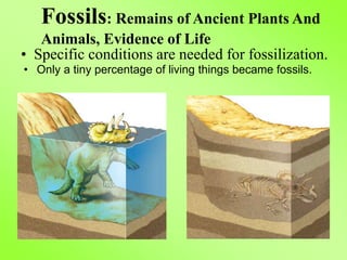 • Specific conditions are needed for fossilization.
• Only a tiny percentage of living things became fossils.
Fossils: Remains of Ancient Plants And
Animals, Evidence of Life
 