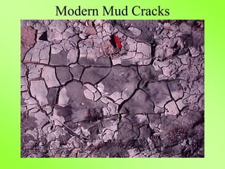 Modern Mud Cracks
 