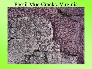 Fossil Mud Cracks, Virginia
 