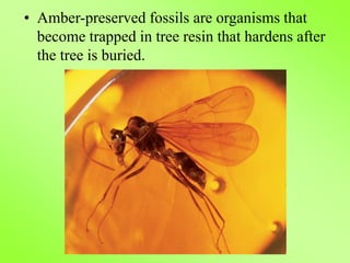 • Amber-preserved fossils are organisms that
become trapped in tree resin that hardens after
the tree is buried.
 