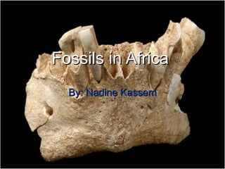 Fossils in Africa   By: Nadine Kassem 