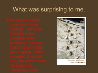 What was surprising to me. Scientists found foot prints of an early hominid.  The story behind it is two hominids were walking on wet ash from a volcano that was erupting.  When it erupted a second time, the ash covered the footprints, preserving them. 