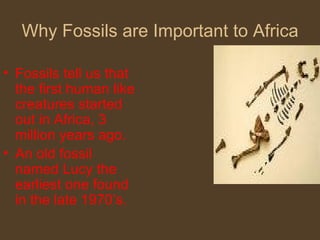 Why Fossils are Important to Africa Fossils tell us that the first human like creatures started out in Africa, 3 million years ago. An old fossil named Lucy the earliest one found in the late 1970’s. 