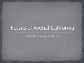 Found by Nicholas Davis Fossils of Avenal California 
