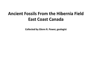 Ancient Fossils From the Hibernia Field
East Coast Canada
Collected by Glenn R. Power, geologist
 
