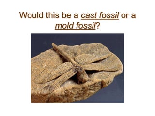 Would this be a cast fossil or a
mold fossil?
 