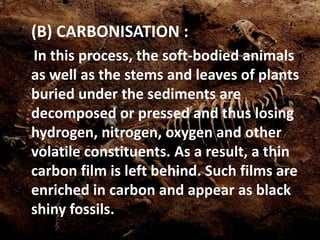 (B) CARBONISATION :
In this process, the soft-bodied animals
as well as the stems and leaves of plants
buried under the sediments are
decomposed or pressed and thus losing
hydrogen, nitrogen, oxygen and other
volatile constituents. As a result, a thin
carbon film is left behind. Such films are
enriched in carbon and appear as black
shiny fossils.
 