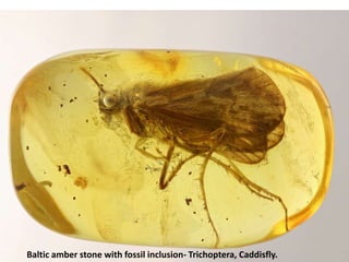 Baltic amber stone with fossil inclusion- Trichoptera, Caddisfly.
 