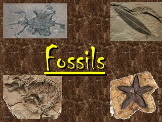 Fossils
 