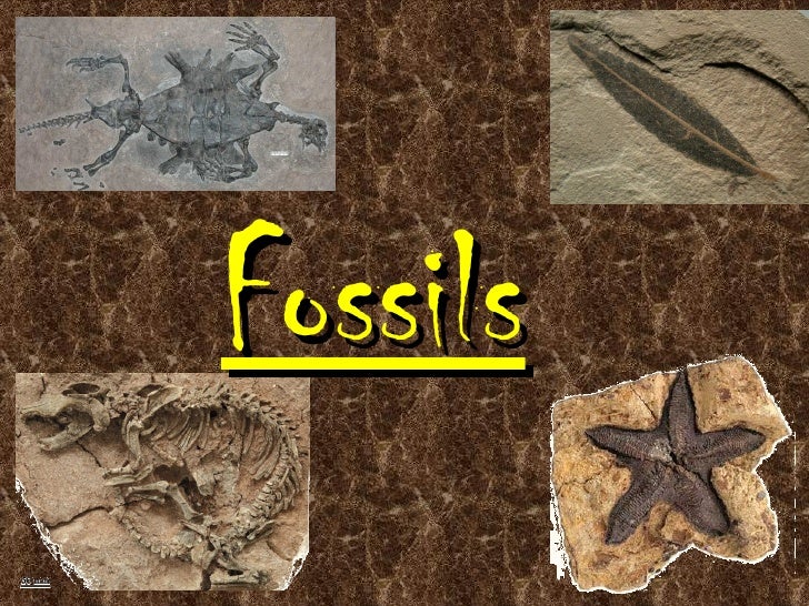 fossils-ppt