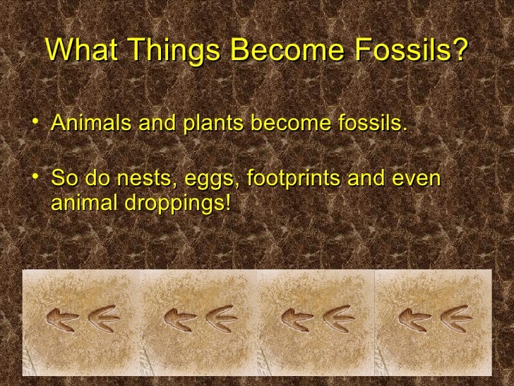 Fossils ppt