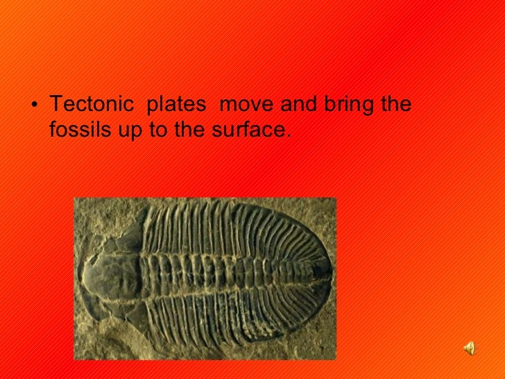 Fossils presentation by group 6a