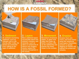 HOW IS A FOSSIL FORMED?

1. Sediment

2. Layers

3. Movement

An animal is buried by
sediment, such as
volcanic ash or silt,
shortly after it dies. Its
bones are protected
from rotting by the
layer of sediment.

More sediment layers
accumulate above the
animal’s remains, and
minerals, such as
silica (a compound of
silicon and oxygen),
slowly replace the
calcium phosphate in
the bones.

Movement of tectonic
plates, or giant rock
slabs that make up
Earth’s surface, lifts
up the sediments and
pushes the fossil
closer to the surface.

4. Erosion
Erosion from rain,
rivers, and wind wears
away the remaining
rock layers. Eventually,
erosion or people
digging for fossils will
expose the preserved
remains.

 