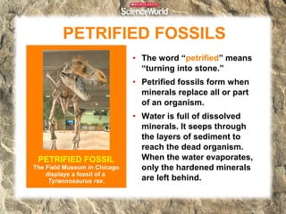 PETRIFIED FOSSILS
• The word “petrified” means
“turning into stone.”
• Petrified fossils form when
minerals replace all or part
of an organism.

PETRIFIED FOSSIL
The Field Museum in Chicago
displays a fossil of a
Tyrannosaurus rex.

• Water is full of dissolved
minerals. It seeps through
the layers of sediment to
reach the dead organism.
When the water evaporates,
only the hardened minerals
are left behind.

 