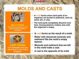 MOLDS AND CASTS
• A mold forms when hard parts of an
organism are buried in sediment, such as
sand, silt, or clay.

MOLD FOSSIL
This mold, or imprint, is of an
extinct mollusk called an
ammonite.

• The hard parts completely dissolve over
time, leaving behind a hollow area with
the organism’s shape.

• A cast forms as the result of a mold.
• Water with dissolved minerals and
sediment fills the mold’s empty
spaces.

CAST FOSSIL

This ammonite cast was
discovered in the United
Kingdom.

• Minerals and sediment that are left
in the mold make a cast.
• A cast is the opposite of its mold.

 