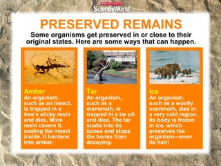 PRESERVED REMAINS

Some organisms get preserved in or close to their
original states. Here are some ways that can happen.

Amber

An organism,
such as an insect,
is trapped in a
tree’s sticky resin
and dies. More
resin covers it,
sealing the insect
inside. It hardens
into amber.

Tar

An organism,
such as a
mammoth, is
trapped in a tar pit
and dies. The tar
soaks into its
bones and stops
the bones from
decaying.

Ice

An organism,
such as a woolly
mammoth, dies in
a very cold region.
Its body is frozen
in ice, which
preserves the
organism—even
its hair!

 