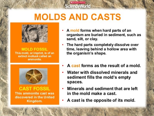 Fossils