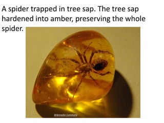 A spider trapped in tree sap. The tree sap
hardened into amber, preserving the whole
spider.




               Wikimedia Commons
 