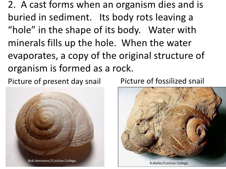 Fossils (teach)