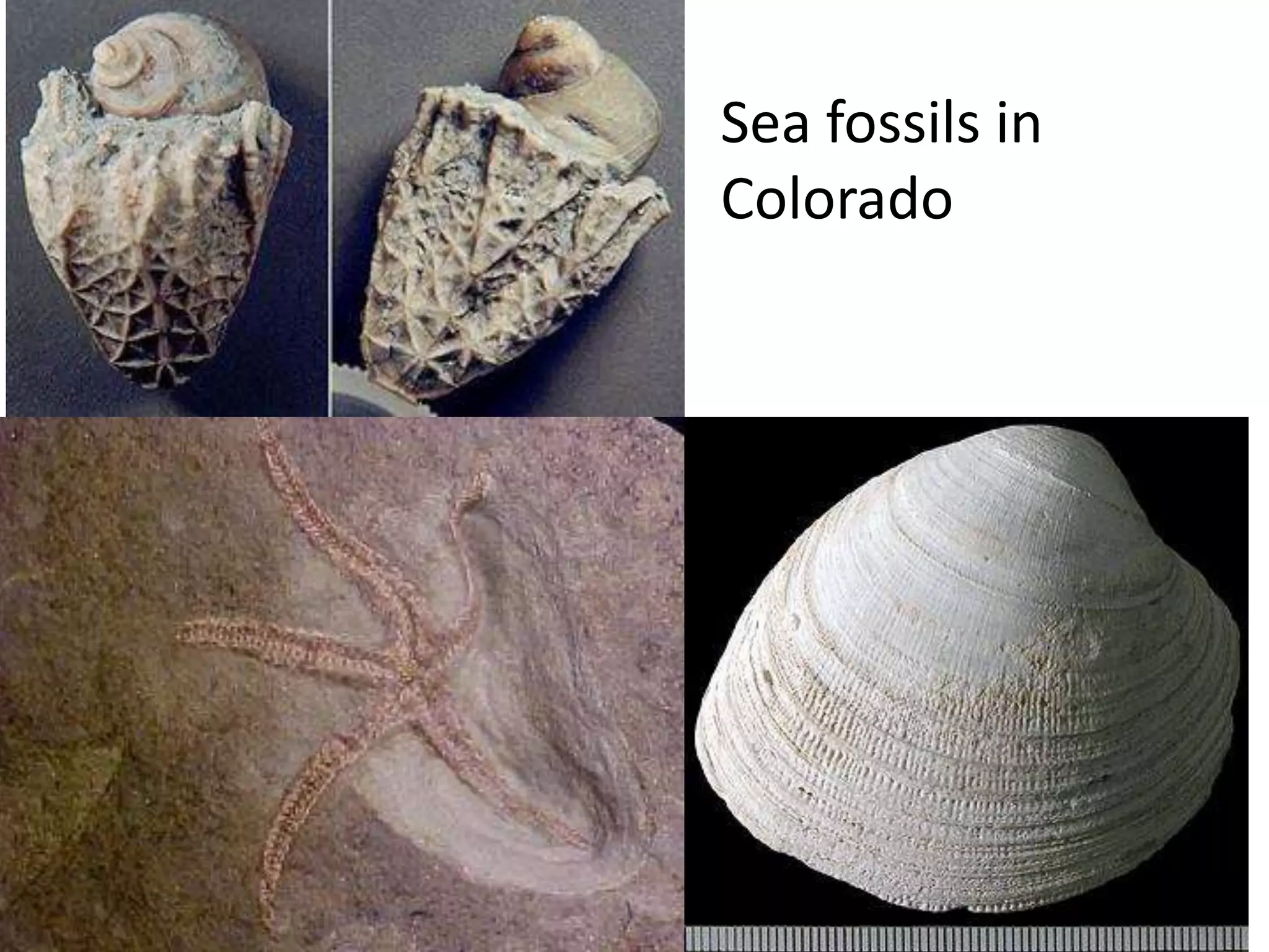 Sea fossils in
Colorado
 