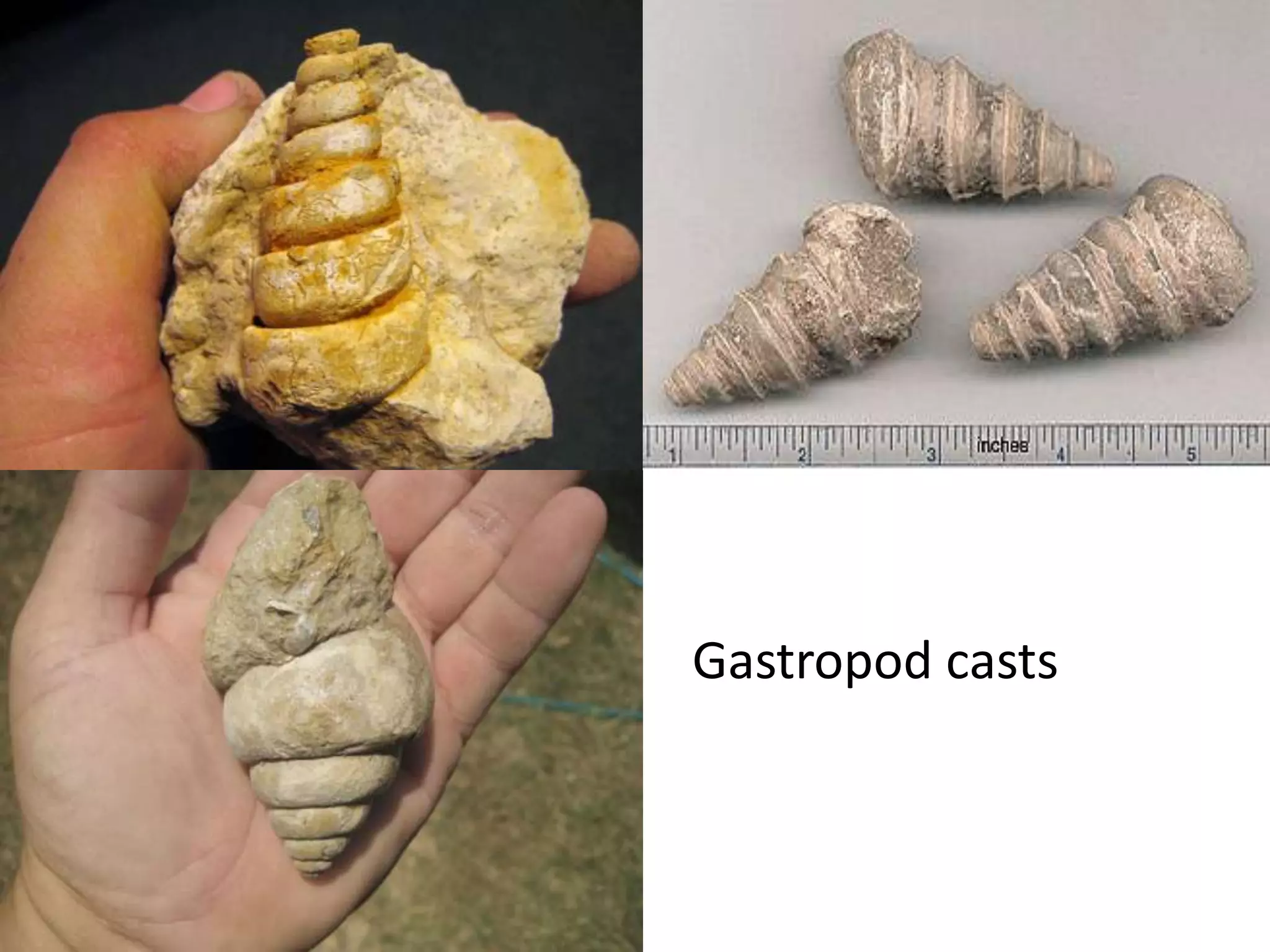 Grand Canyon: Life'S First Explosion—The Fossils Tell All - ju812qd