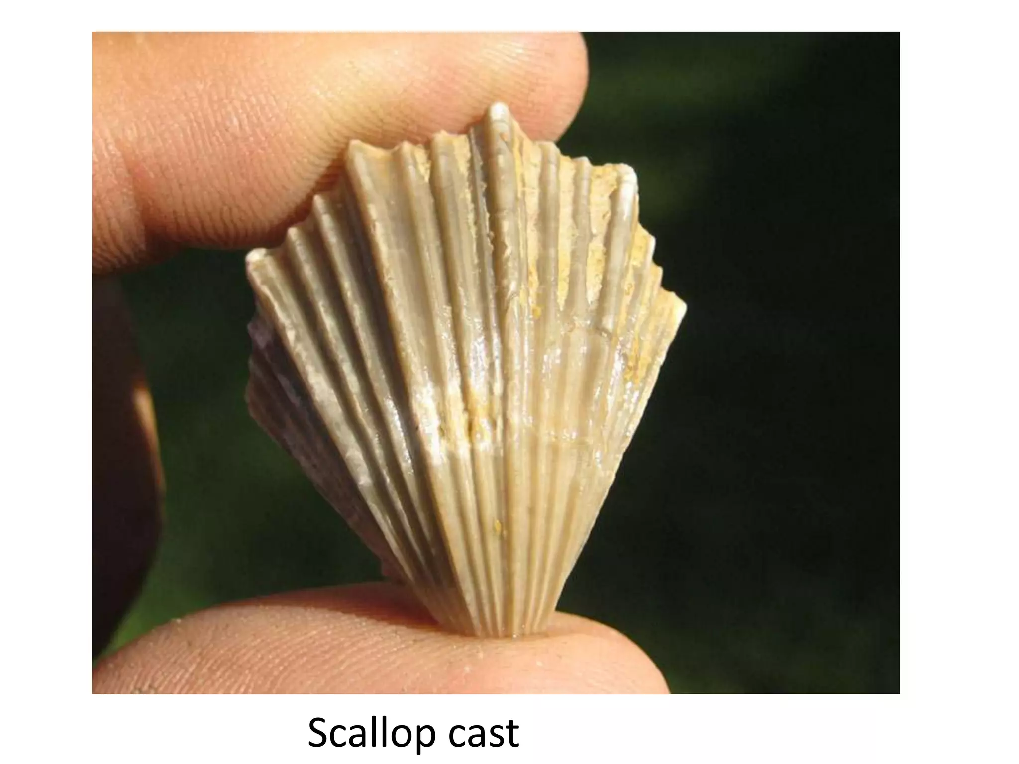 Scallop cast
 