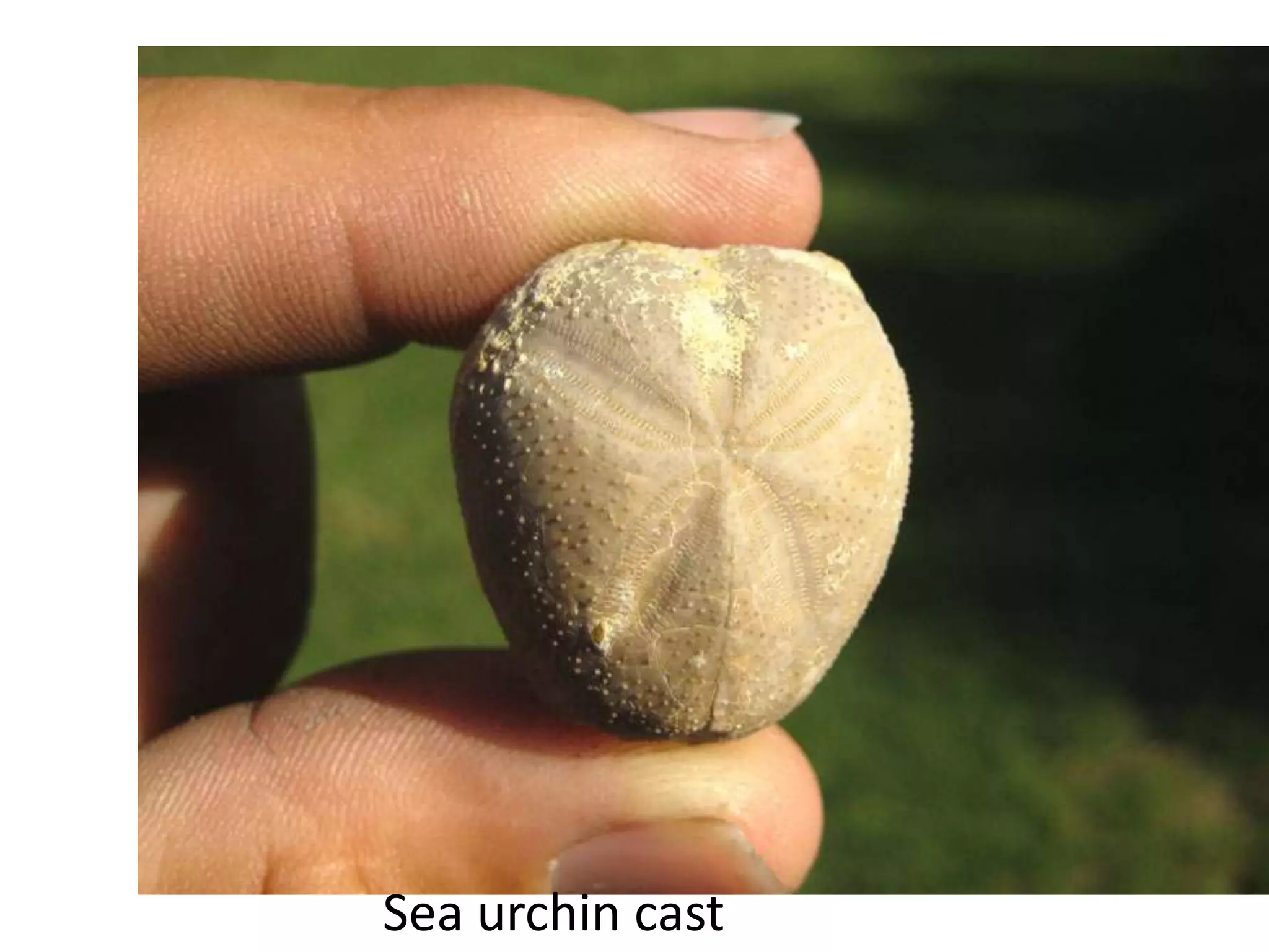 Sea urchin cast
 