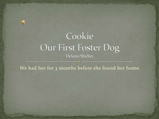 We had her for 3 months before she found her home. CookieOur First Foster DogDelano Shelter 