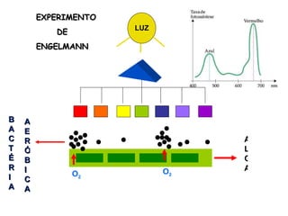 BACTÉRIA ALGA O 2  O 2  AERÓBICA EXPERIMENTO DE  ENGELMANN LUZ 