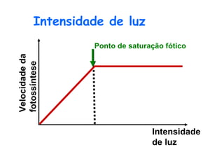   Intensidade de luz Intensidade de luz Velocidade da  fotossíntese Ponto de saturação fótico 