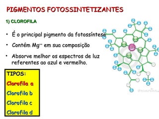 PIGMENTOS FOTOSSINTETIZANTES 1) CLOROFILA É o principal pigmento da fotossíntese Contém Mg ++  em sua composição Absorve melhor os espectros de luz referentes ao azul e vermelho. TIPOS: Clorofila a Clorofila b  Clorofila c Clorofila d 