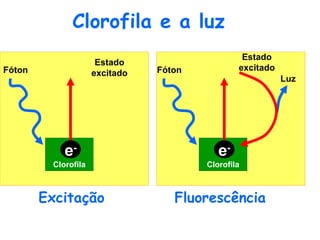 Clorofila e a luz Excitação Fluorescência Clorofila Fóton e - Estado excitado Clorofila Fóton e - Estado excitado Luz 