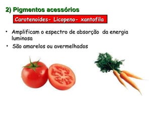 2) Pigmentos acessórios São amarelos ou avermelhados Amplificam o espectro de absorção  da energia luminosa Carotenoides- Licopeno- xantofila 