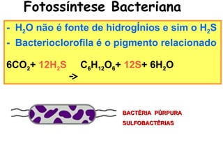 Fotoss í ntese Bacteriana  -  H 2 O não é fonte de hidrogênios e sim o H 2 S -  Bacterioclorofila é o pigmento relacionado 6CO 2 +  12H 2 S   C 6 H 12 O 6 +  12S + 6H 2 O BACTÉRIA  PÚRPURA SULFOBACTÉRIAS 