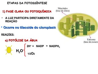 Ocorre no tilacoide do cloroplasto ETAPAS DA FOTOSSÍNTESE 1) FASE CLARA OU FOTOQUÍMICA H 2 O A LUZ PARTICIPA DIRETAMENTE DA REAÇÃO REAÇÕES: a) FOTÓLISE DA ÁGUA 2H + + NADP = NADPH 2 1/2 O 2 