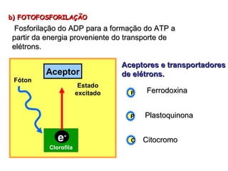 b) FOTOFOSFORILAÇÃO Fosforilação do ADP para a formação do ATP a partir da energia proveniente do transporte de elétrons. Clorofila Fóton e - Aceptor Estado excitado Aceptores e transportadores de elétrons. F Ferrodoxina P Plastoquinona C Citocromo 
