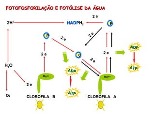 FOTOFOSFORILAÇÃO E FOTÓLISE DA ÁGUA CLOROFILA  B CLOROFILA  A 2 e 2 e H 2 O 2 e O 2 NADP H 2 2H + F P C ADP ATP 2 e 2 e 2 e 2 e Mg++ Mg++ ADP ATP 