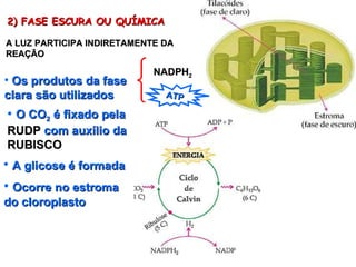 2) FASE ESCURA OU QUÍMICA A LUZ PARTICIPA INDIRETAMENTE DA REAÇÃO Os produtos da fase clara são utilizados NADPH 2 ATP O CO 2  é fixado pela  RUDP  com auxílio da  RUBISCO A glicose é formada Ocorre no estroma do cloroplasto 