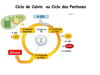 Ciclo de Calvin  ou Ciclo das Pentoses 