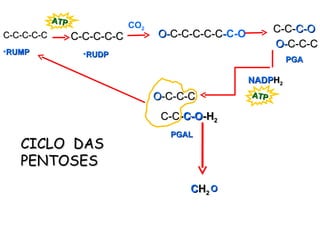 C-C-C-C-C O- C-C-C-C-C - C-O . CO 2  O- C-C-C C-C- C-O NADP H 2 ATP O -C-C-C C-C - C-O -H 2  C-C-C-C-C ATP RUDP RUMP PGAL C H 2  O PGA CICLO  DAS PENTOSES 