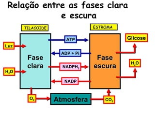 Rela ç ão entre as fases clara  e escura Fase clara Fase  escura Atmosfera Glicose H 2 O Luz H 2 O ATP ADP + Pi NADPH 2 NADP CO 2 O 2 TILACOIDE ESTROMA 