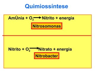 Quimiossíntese Amônia + O 2   Nitrito + energia Nitrito + O 2   Nitrato + energia Nitrosomonas Nitrobacter 
