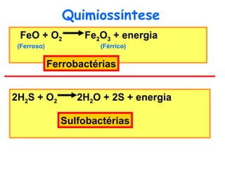 Quimioss í ntese 2H 2 S + O 2  2H 2 O + 2S + energia Sulfobactérias FeO + O 2  Fe 2 O 3  + energia (Ferroso) (Férrico) Ferrobactérias 