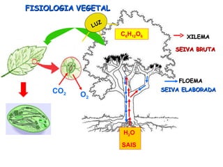 XILEMA H 2 O SAIS SEIVA BRUTA CO 2  O 2  FLOEMA  SEIVA ELABORADA LUZ FISIOLOGIA   VEGETAL C 6 H 12 O 6 