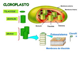 CLOROPLASTO TILACOIDE GRANUM GRANA Fotossistema Membrana do tilacóide Clorofila 