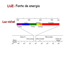 LUZ-  Fonte de energia Luz visível 